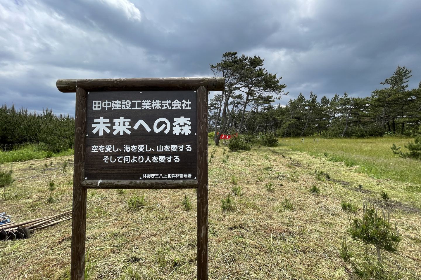 セミの抜け殻